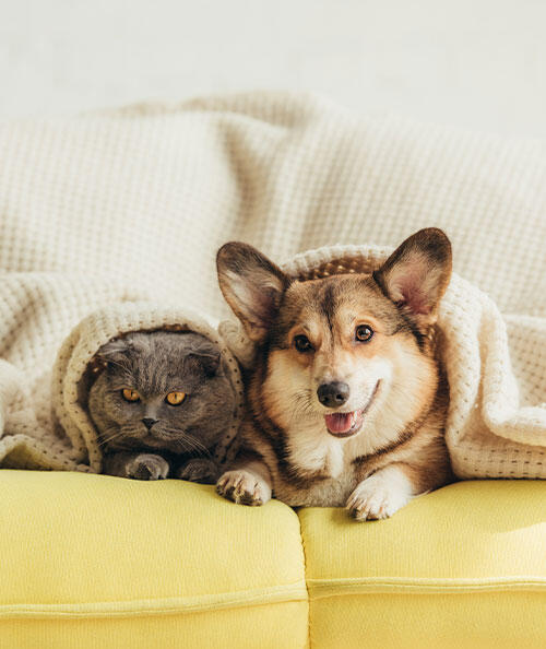 Pet Service Business